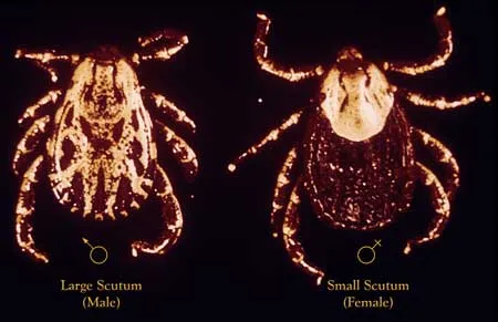 American Dog Tick Infestation