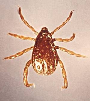 Brown Dog Tick Infestation