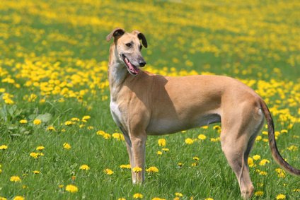 Brown Dog Tick Infestation