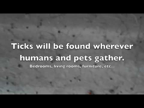 Brown Dog Tick Infestation