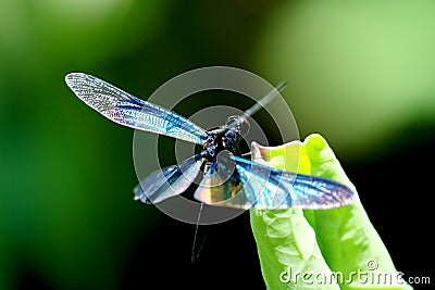 Colourful Dragonfly Wings