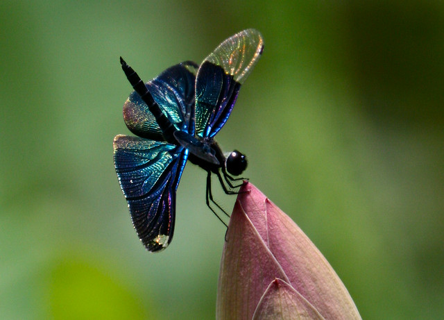 Colourful Dragonfly Wings