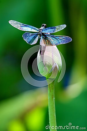 Colourful Dragonfly Wings