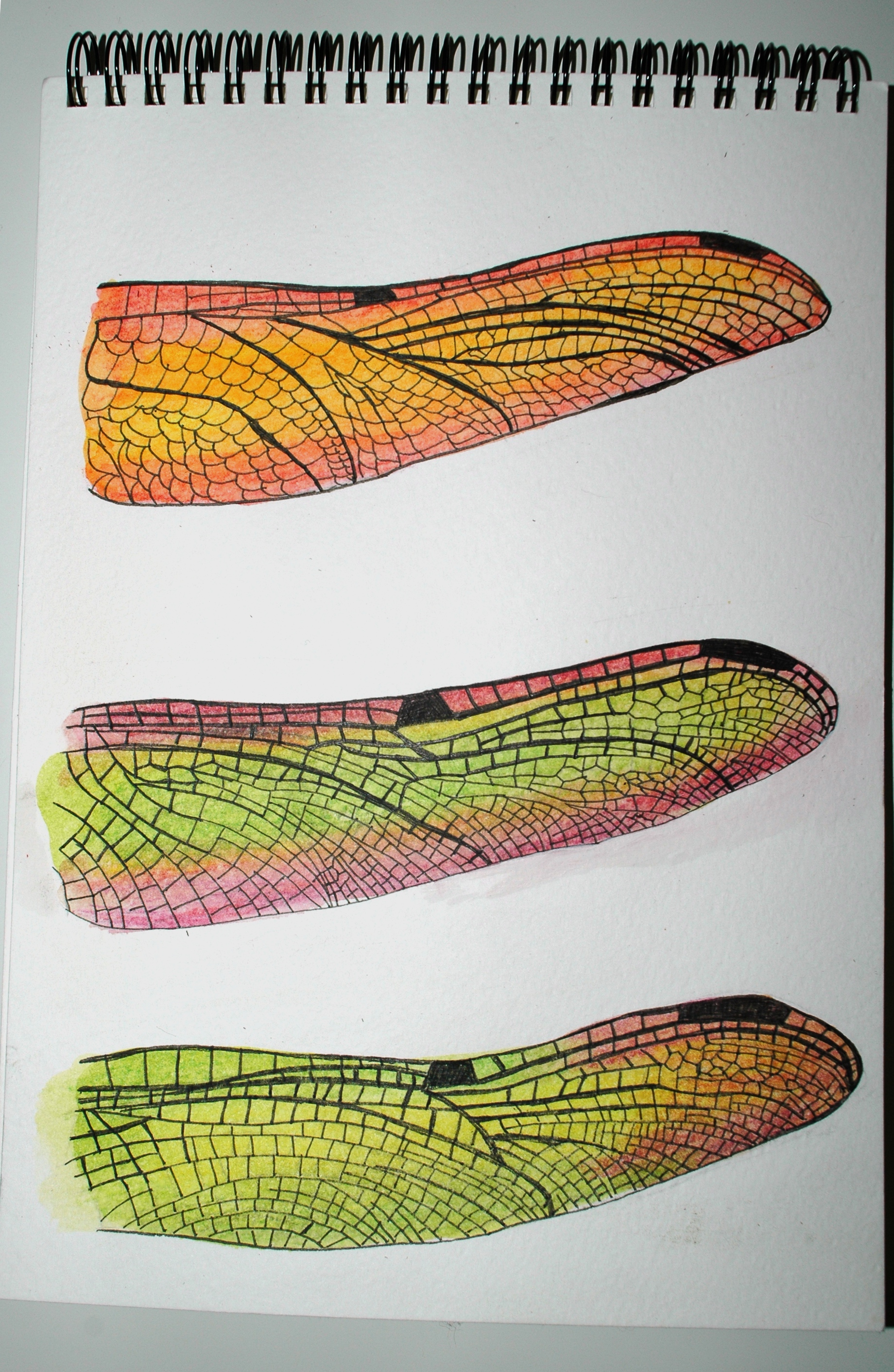 Colourful Dragonfly Wings