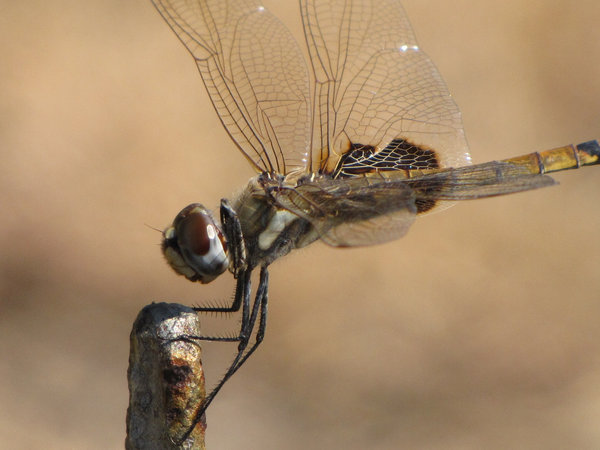 Colourful Dragonfly Wings