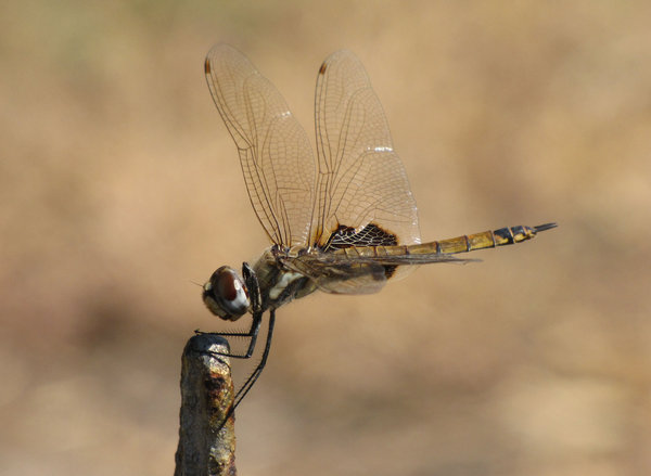 Colourful Dragonfly Wings