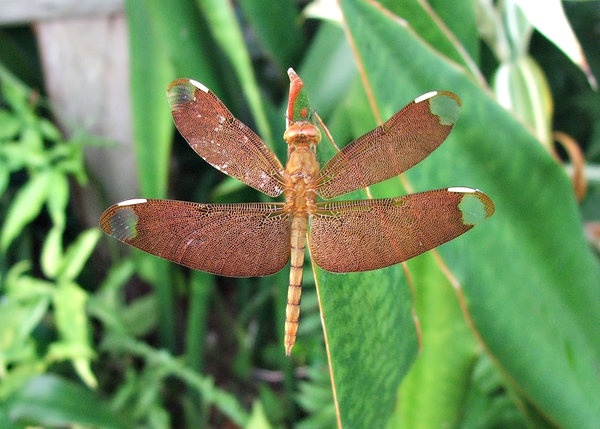 Colourful Dragonfly Wings