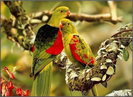 Desktop Wallpaper Love Birds