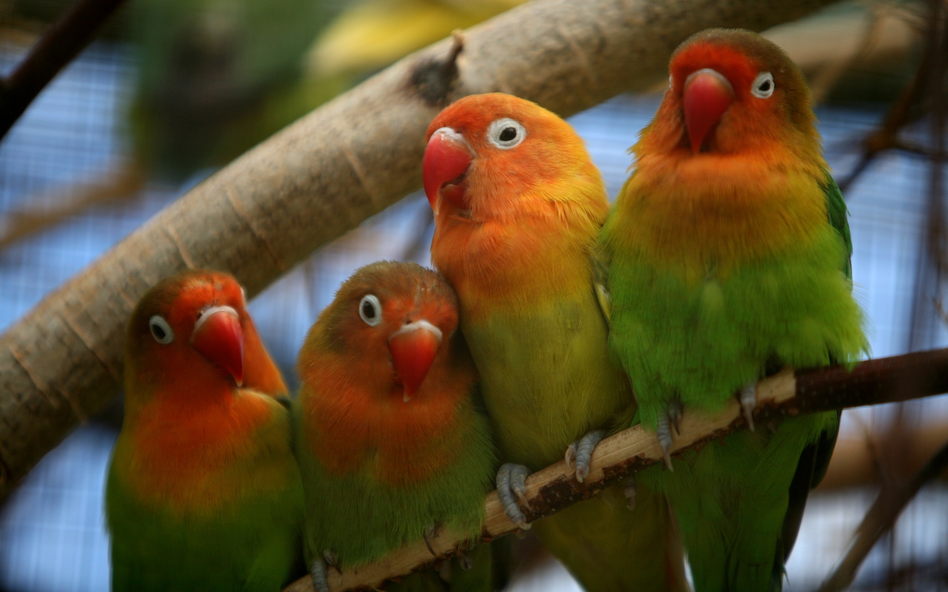 Desktop Wallpaper Love Birds