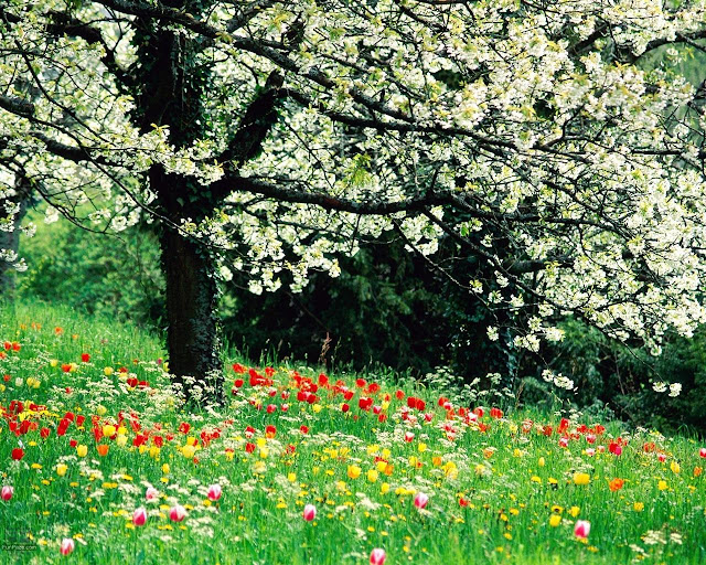 Desktop Wallpaper Nature Flowers