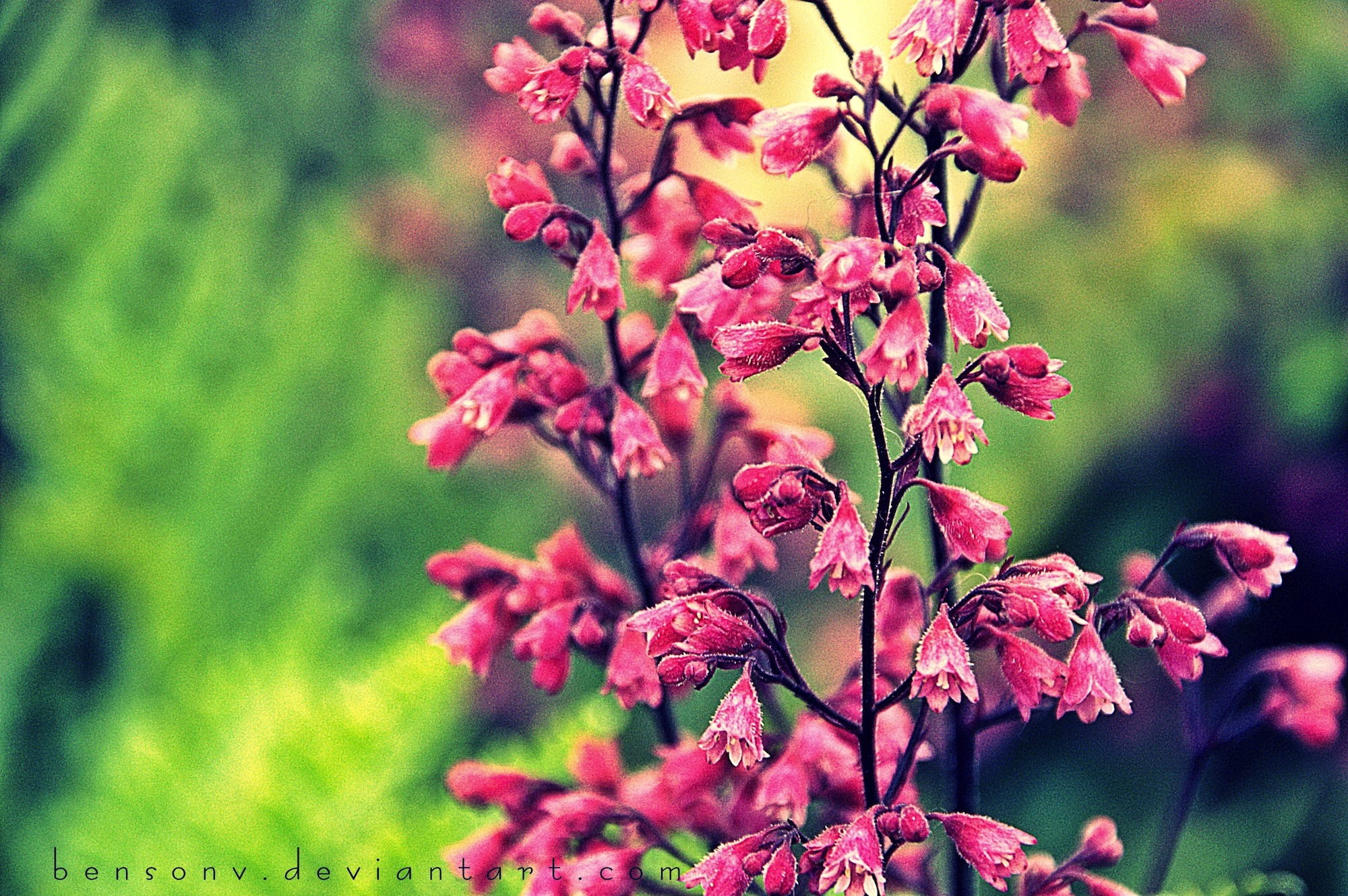 Desktop Wallpaper Nature Flowers