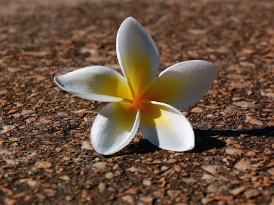 Desktop Wallpaper Nature Flowers