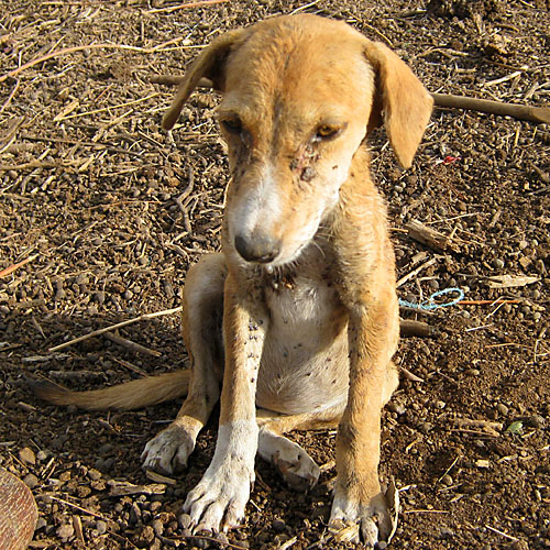 Dog Tick Infestation