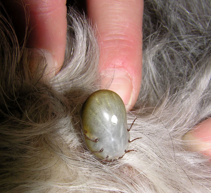 Dog Tick Infestation