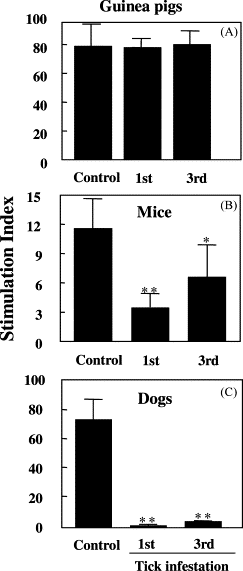 Dog Tick Infestation Treatment