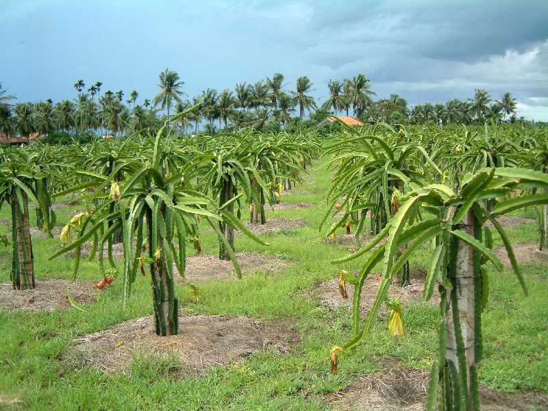 Dragon Fruit