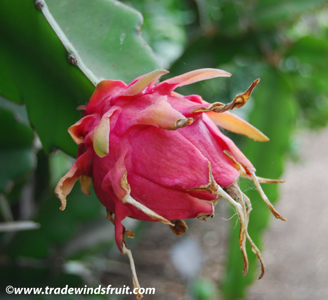 Dragon Fruit