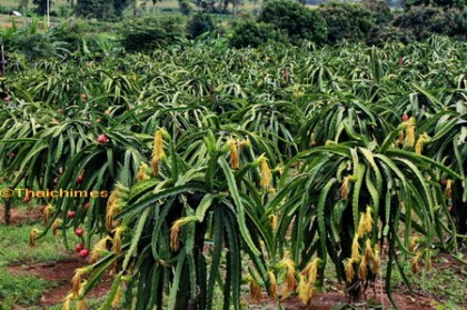 Dragon Fruit