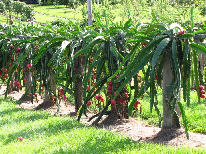 Dragon Fruit Benefits Health