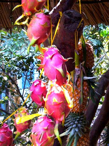 Dragon Fruit Benefits Health