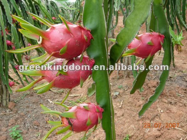 Dragon Fruit Benefits Health