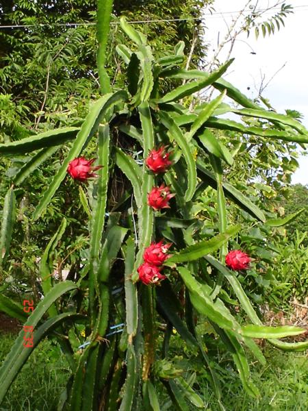 Dragon Fruit Benefits Nutrition