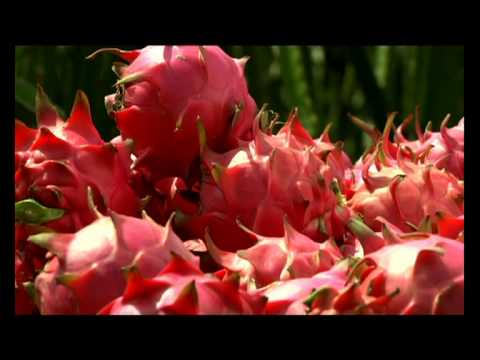 Dragon Fruit Benefits Side Effects