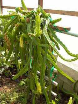 Dragon Fruit Flower