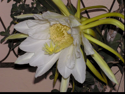 Dragon Fruit Flower