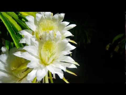 Dragon Fruit Flower Blooming