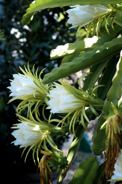 Dragon Fruit Flower Blooming