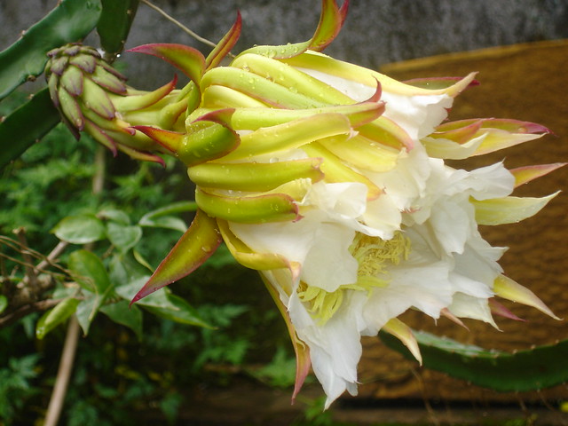 Dragon Fruit Flower Blooming