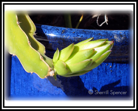 Dragon Fruit Flower Blooming