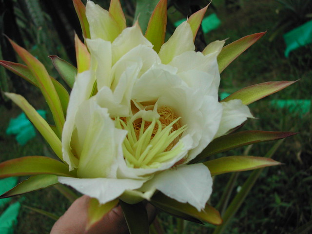 Dragon Fruit Flower Blooming