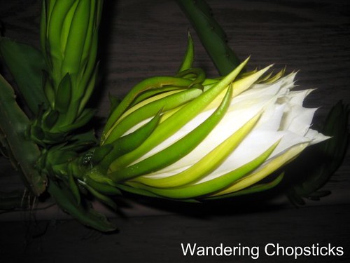 Dragon Fruit Flower Blooming