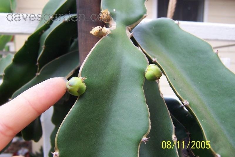 Dragon Fruit Flower Pictures