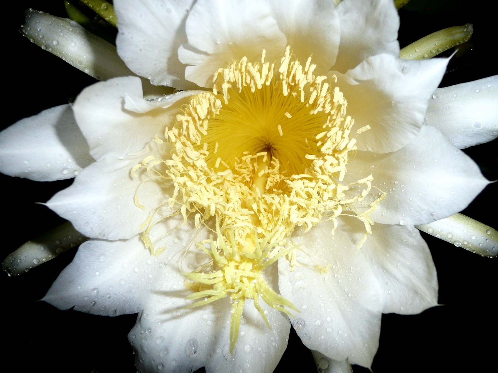 Dragon Fruit Flower Pictures