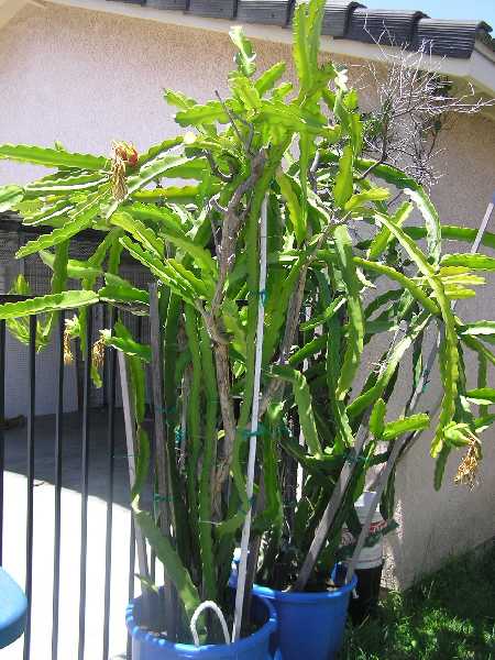 Dragon Fruit Flower Pictures