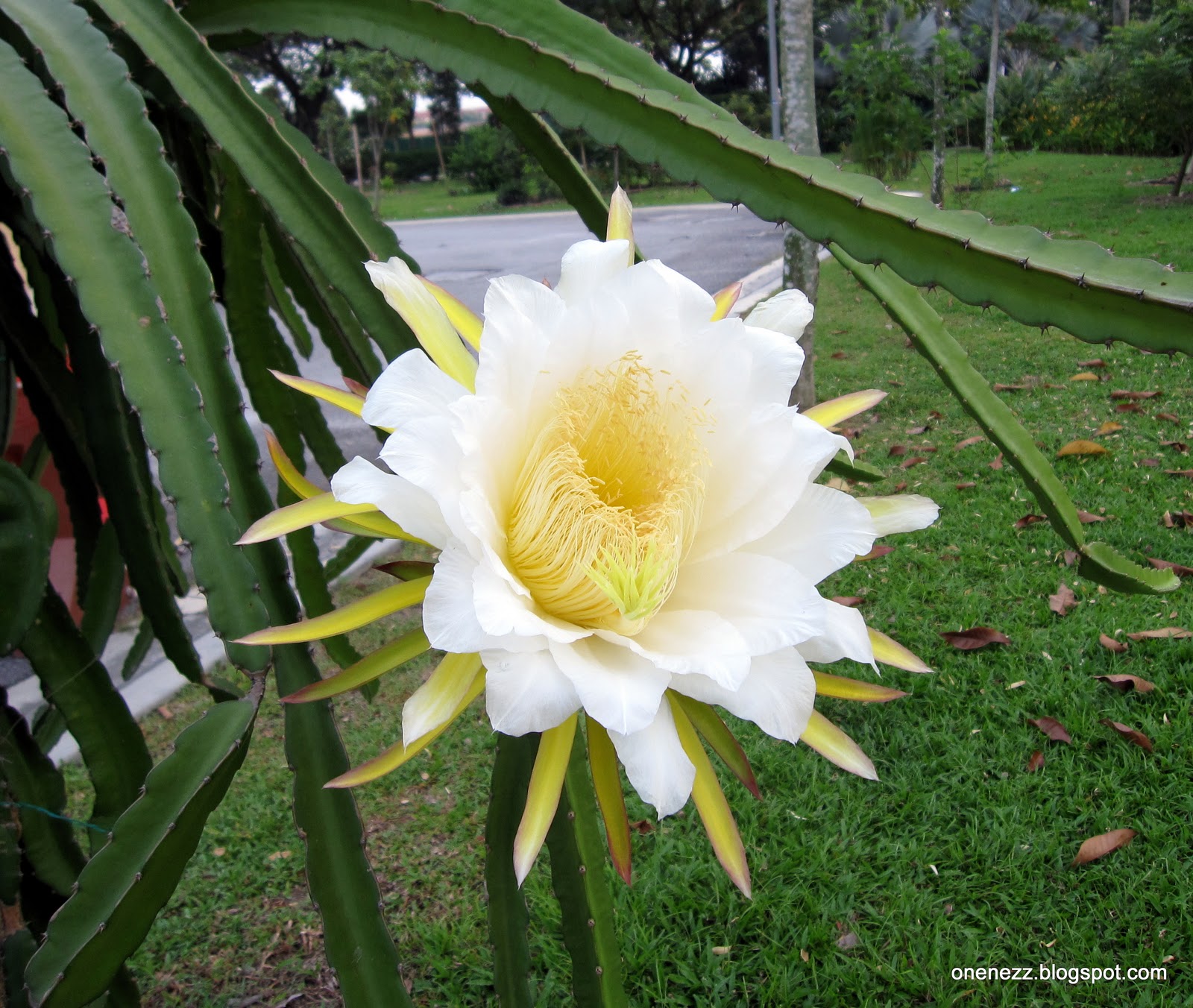 Dragon Fruit Flower Pictures