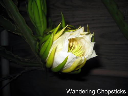 Dragon Fruit Flower Pictures