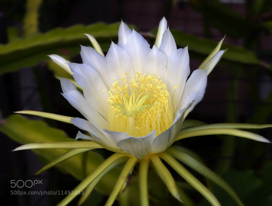 Dragon Fruit Flower Pictures