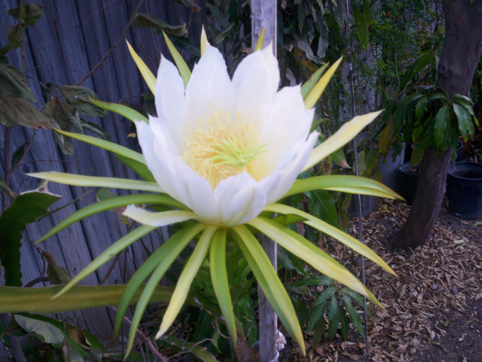 Dragon Fruit Flower Pictures