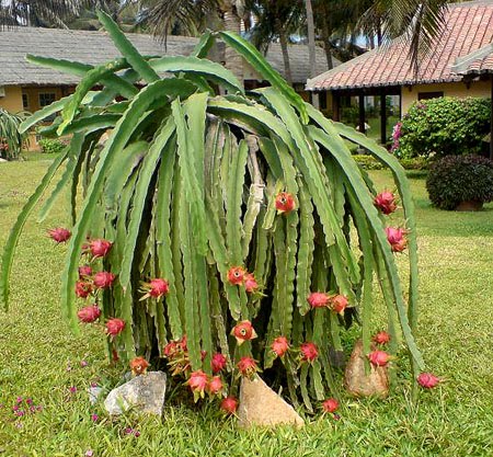 Dragon Fruit Plant