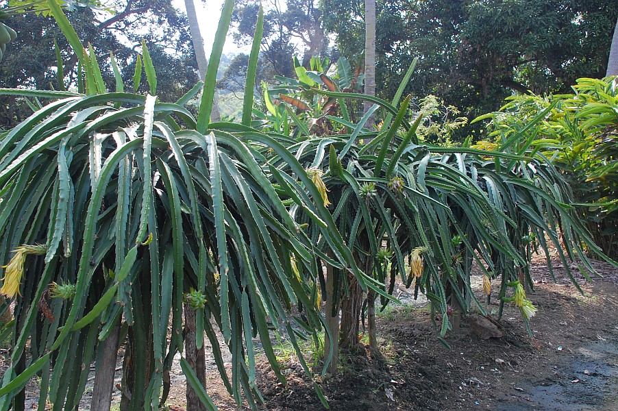 Dragon Fruit Plant