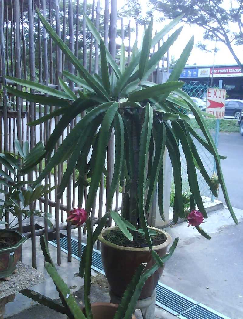 Dragon Fruit Plant Flower