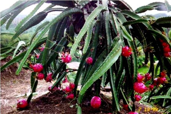 Dragon Fruit Plant Pictures