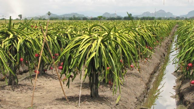 Dragon Fruit Plantation