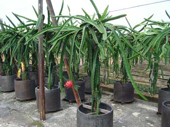 Dragon Fruit Plantation