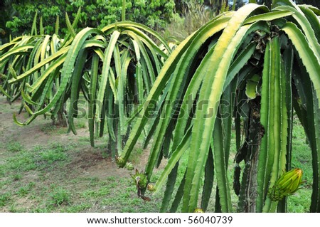 Dragon Fruit Plantation