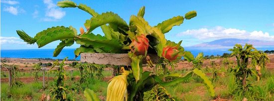 Dragon Fruit Plantation